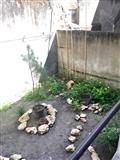 Immobilier - 